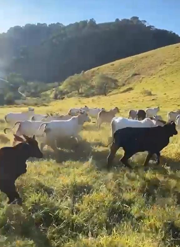 Fazenda, Zona Rural, 4 Quartos, 0 Vaga