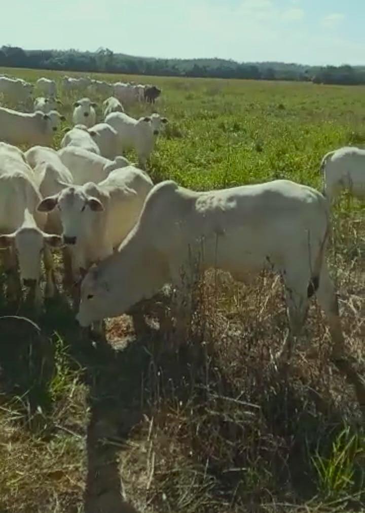 Fazenda, Zona Rural, 4 Quartos, 0 Vaga