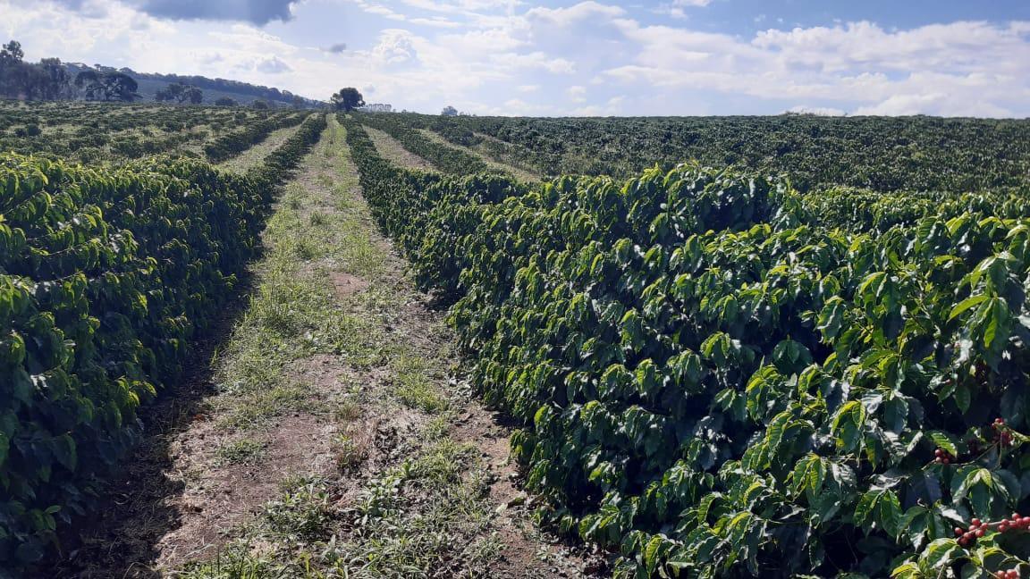 Fazenda, Centro, 3 Quartos, 1 Vaga