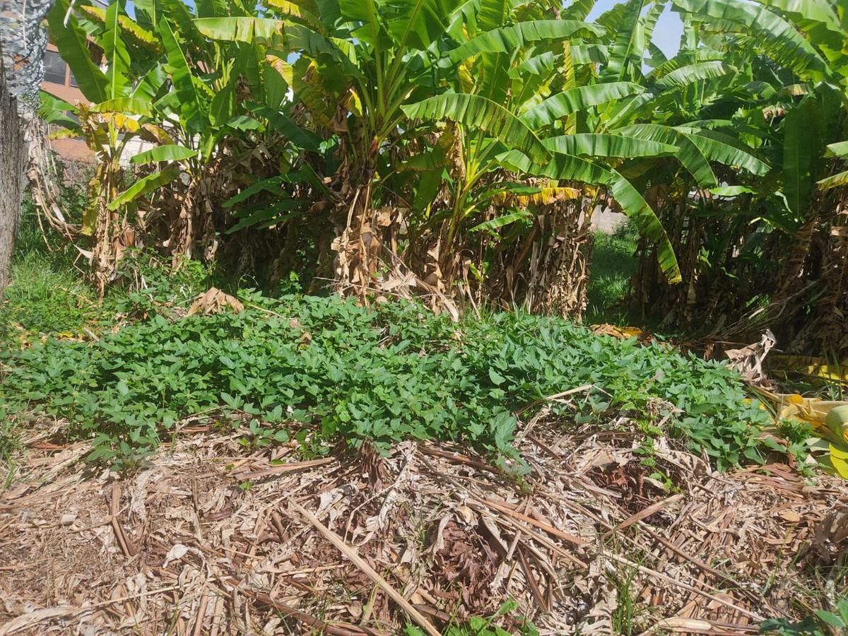 Lote, Palmares, 0 Quarto, 0 Vaga