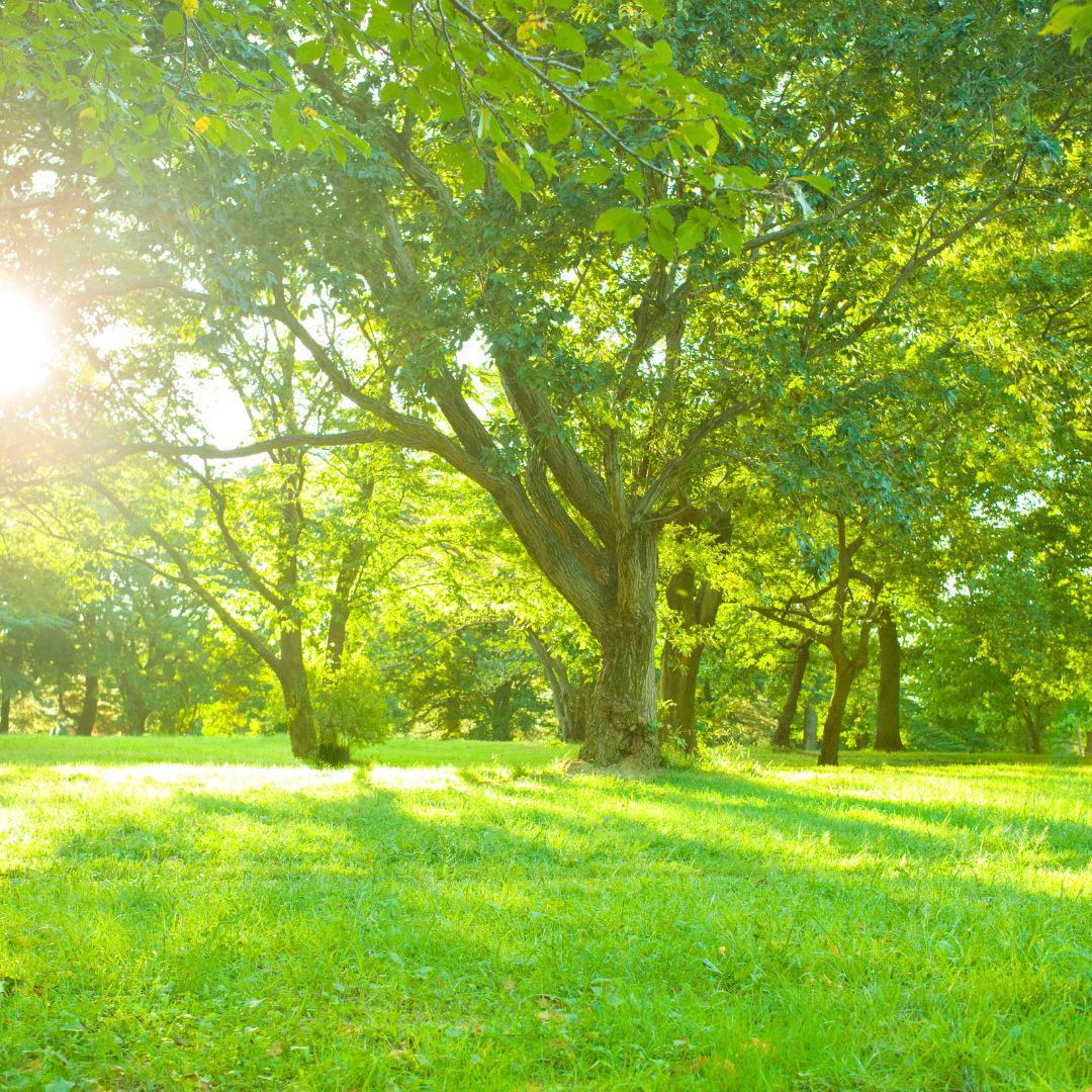 Lote, Saraiva, 0 Quarto, 0 Vaga