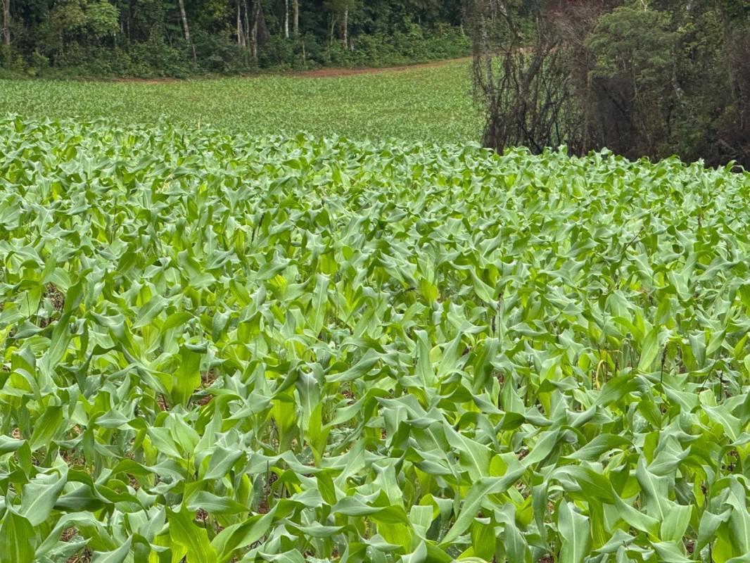 Fazenda, Zona Rural, 0 Quarto, 0 Vaga