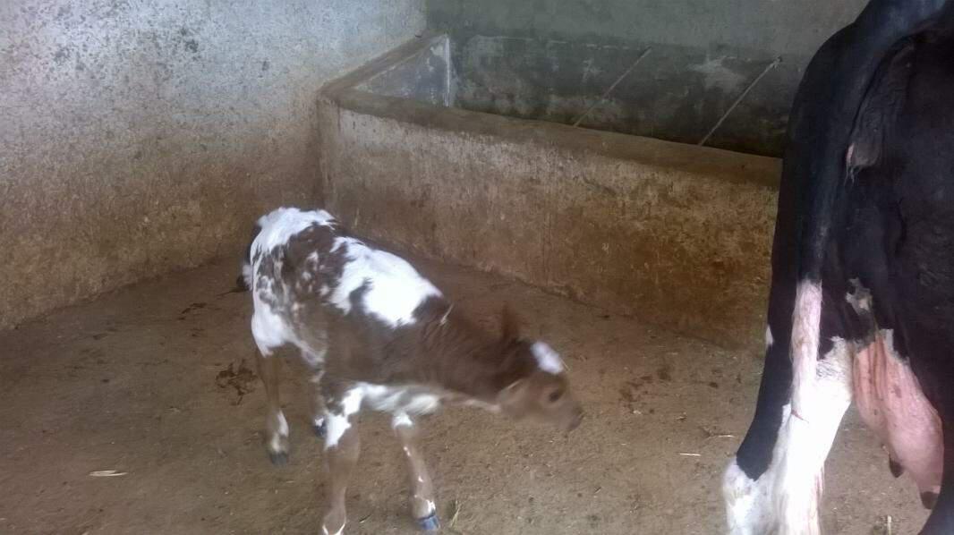 Fazenda, Caracois de Baixo, 4 Quartos, 12 Vagas, 1 Suíte