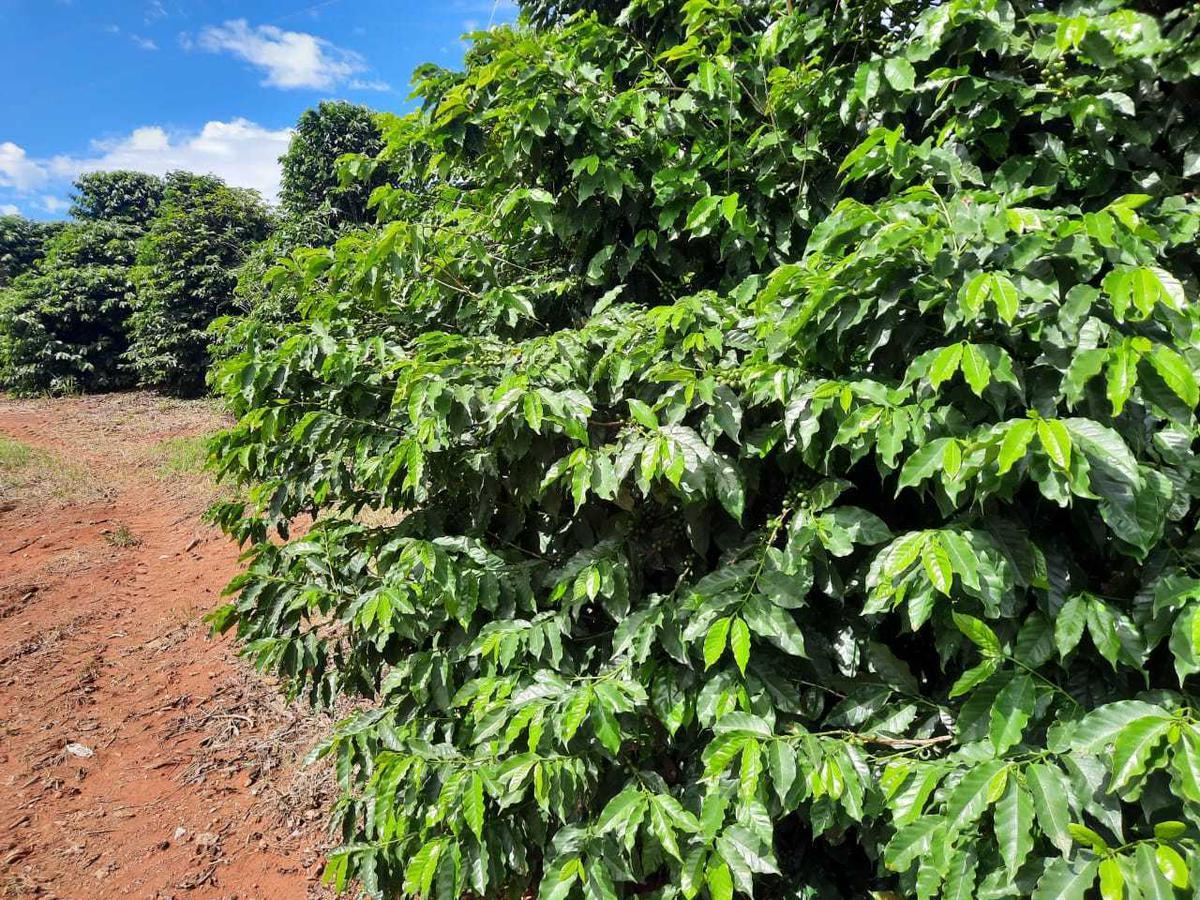 Fazenda, Zona Rural, 4 Quartos, 0 Vaga, 1 Suíte