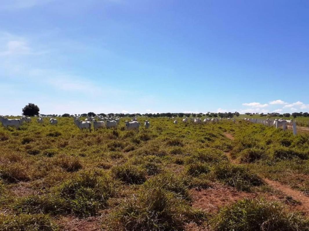 Fazenda, Centro, 0 Quarto, 0 Vaga