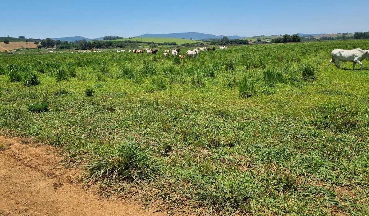 Fazenda, Centro, 0 Quarto, 0 Vaga