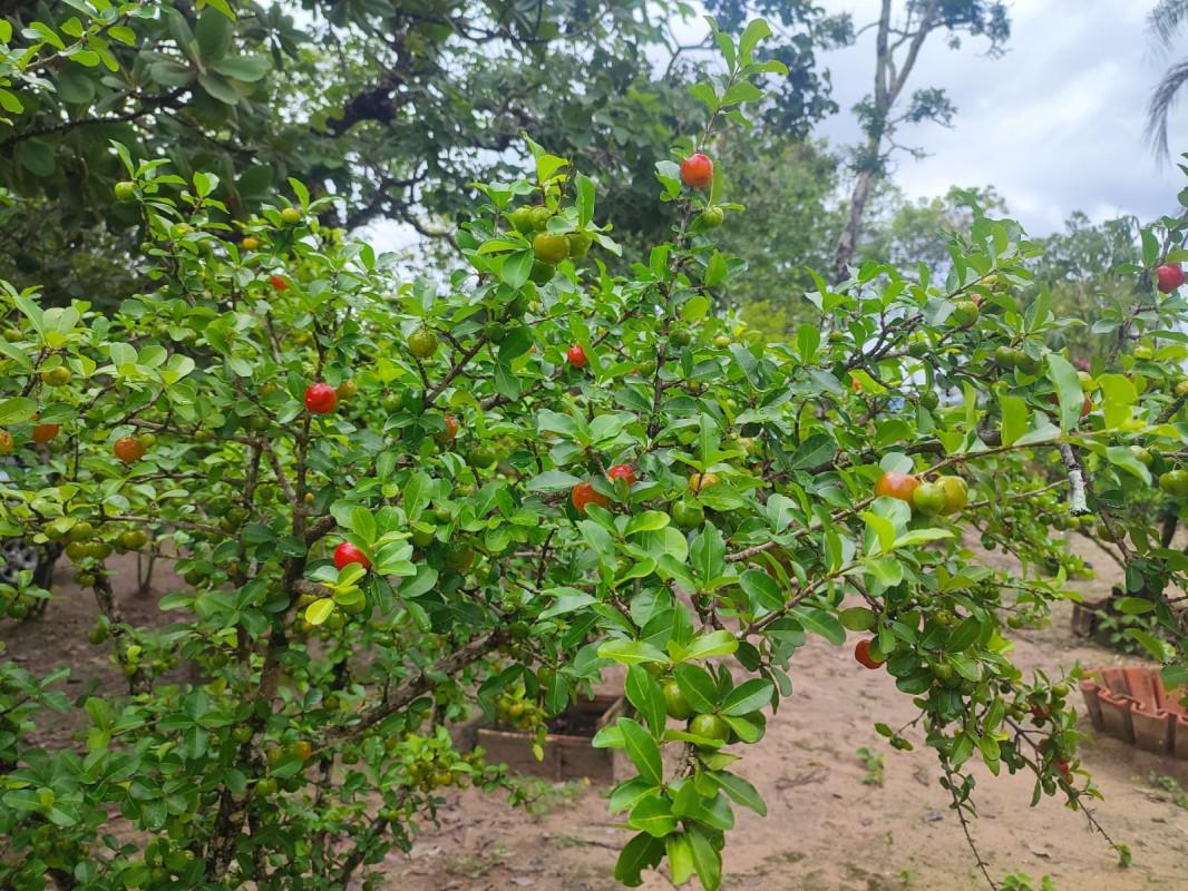 Fazenda, Centro, 2 Quartos, 15 Vagas