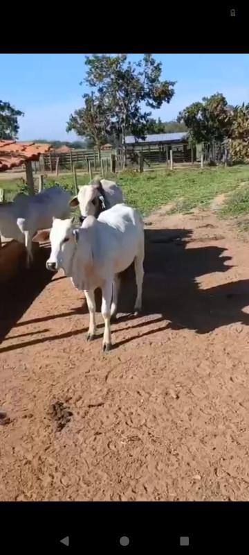 Fazenda, Zona Rural, 0 Quarto, 0 Vaga