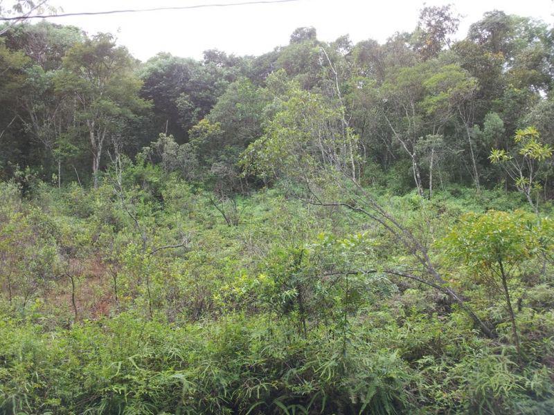 Lote, Green Park, 0 Quarto, 0 Vaga