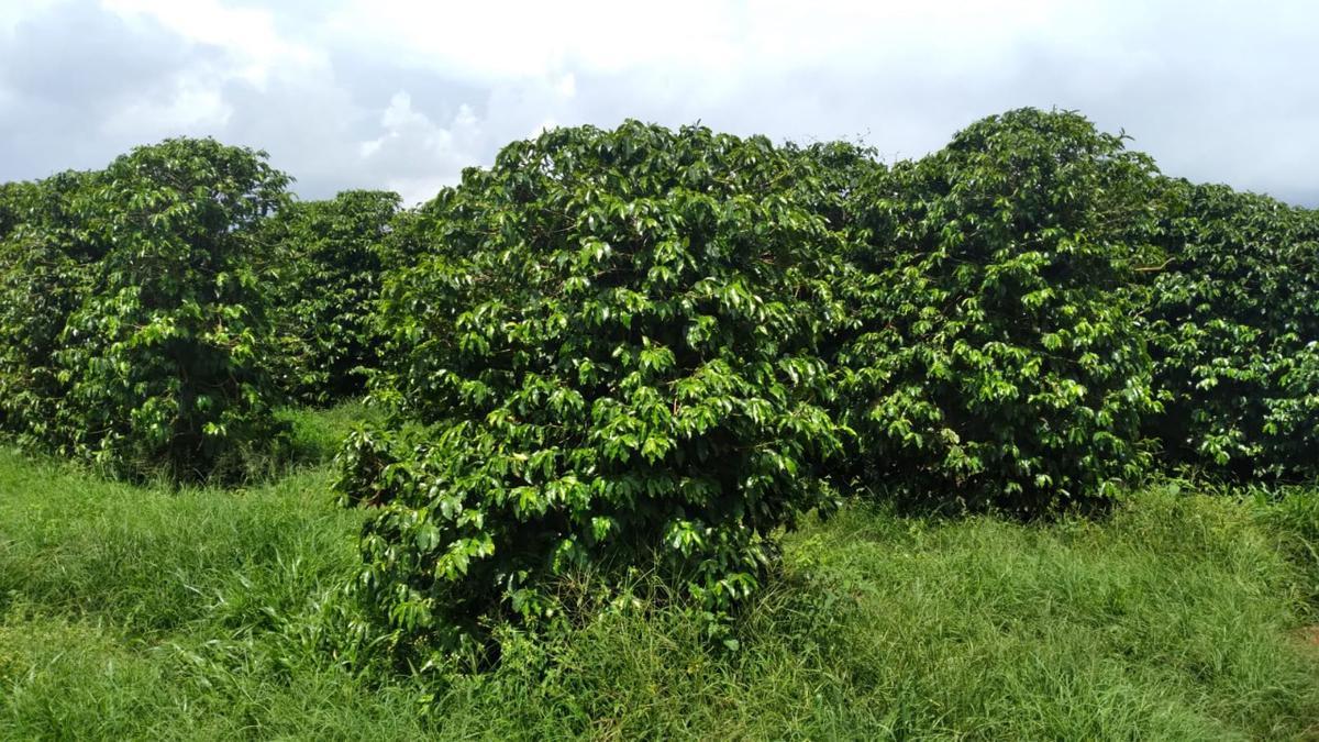 Fazenda, Centro, 3 Quartos, 2 Vagas, 1 Suíte