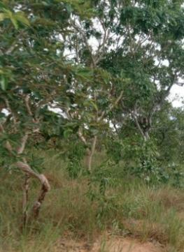Fazenda, Zona Rural, 3 Quartos, 0 Vaga