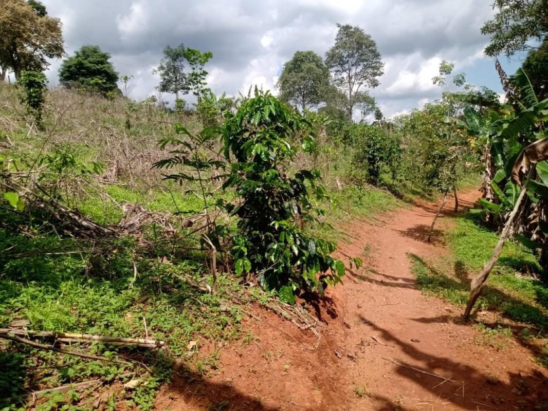 Fazenda, Centro, 0 Quarto, 0 Vaga