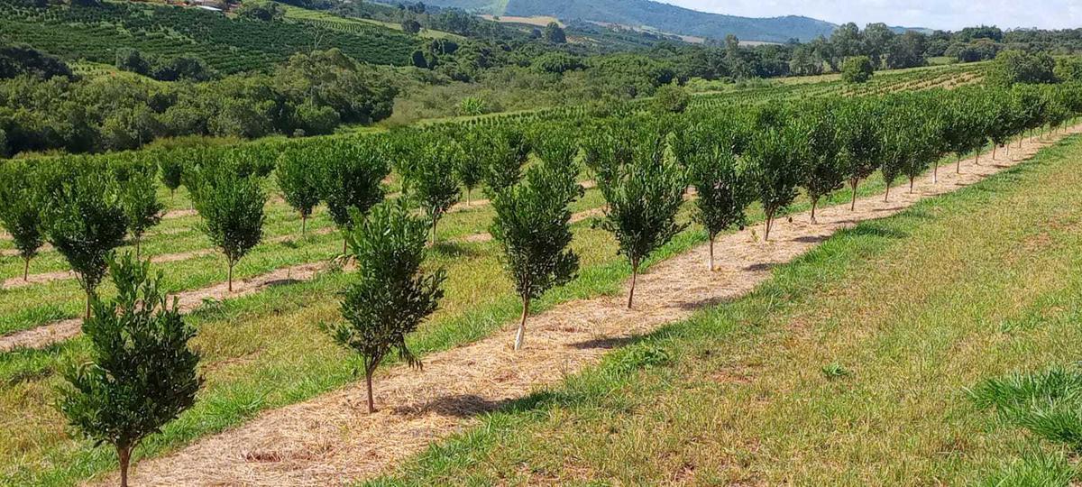 Fazenda, Zona Rural, 3 Quartos, 0 Vaga