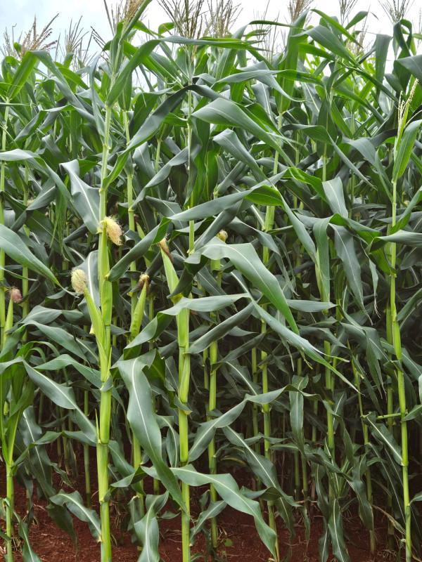 Fazenda, Zona Rural, 0 Quarto, 0 Vaga