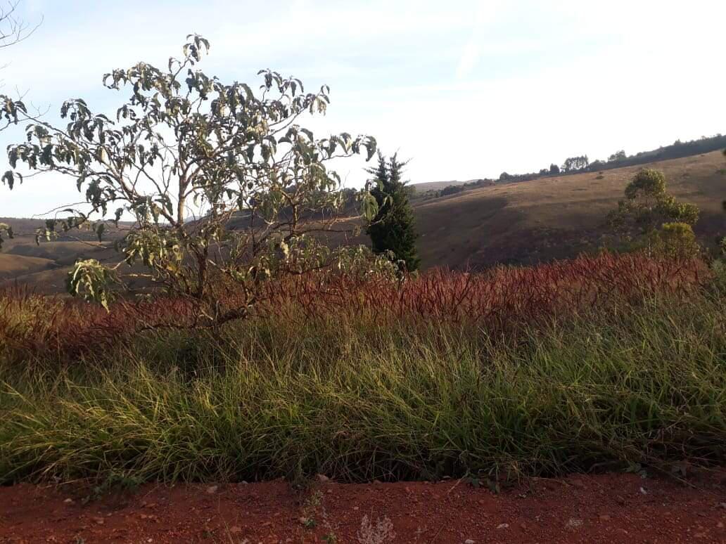 Lote, Vale dos Pinhais, 0 Quarto, 0 Vaga