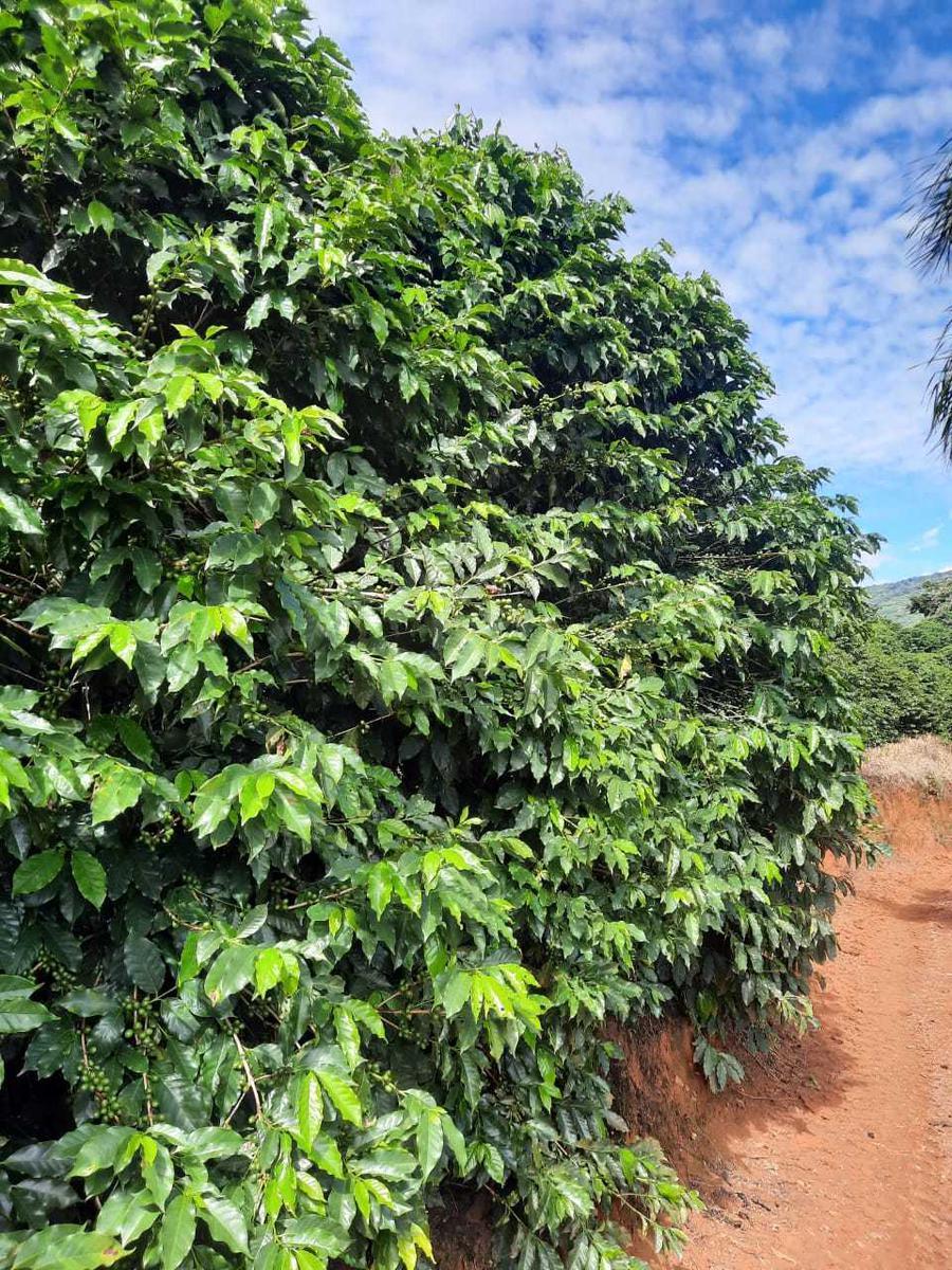 Fazenda, Zona Rural, 4 Quartos, 0 Vaga, 1 Suíte