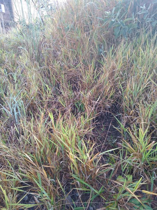 Lote, Icaivera, 0 Quarto, 0 Vaga