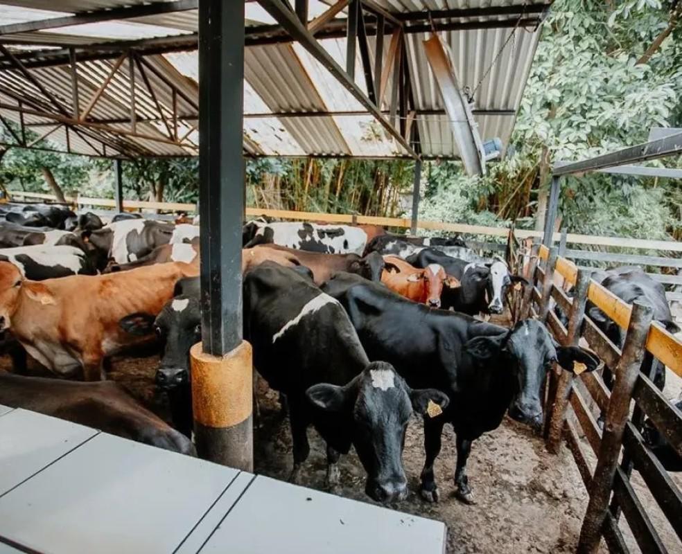 Fazenda, Centro, 4 Quartos, 2 Vagas, 1 Suíte
