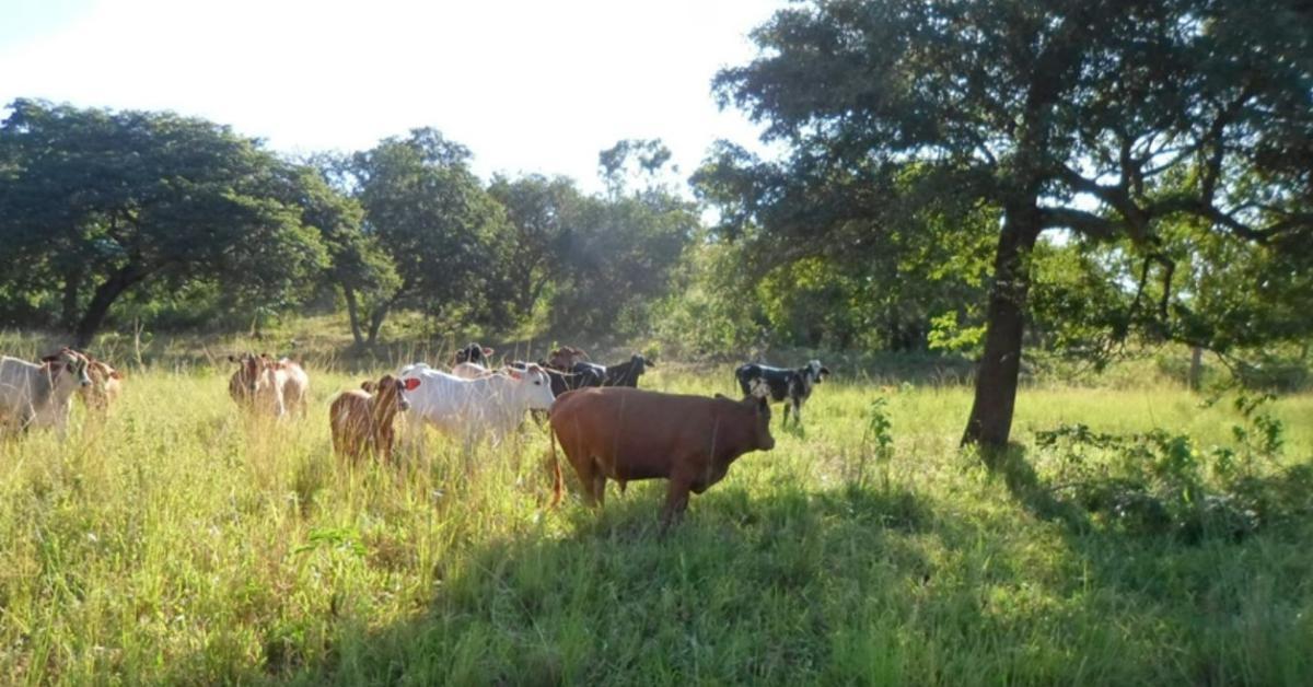 Fazenda, Centro, 4 Quartos, 0 Vaga