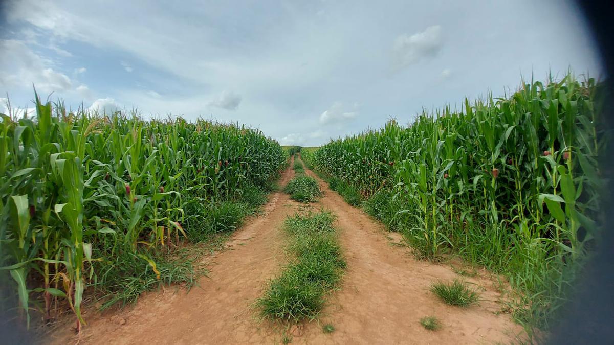 Fazenda, Zona Rural, 2 Quartos, 0 Vaga