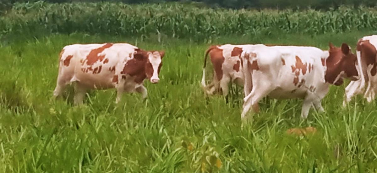 Fazenda, Zona Rural, 0 Quarto, 0 Vaga