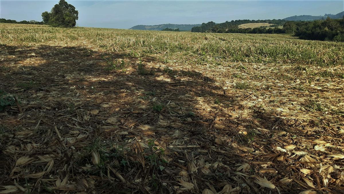 Fazenda, Centro, 1 Quarto, 0 Vaga