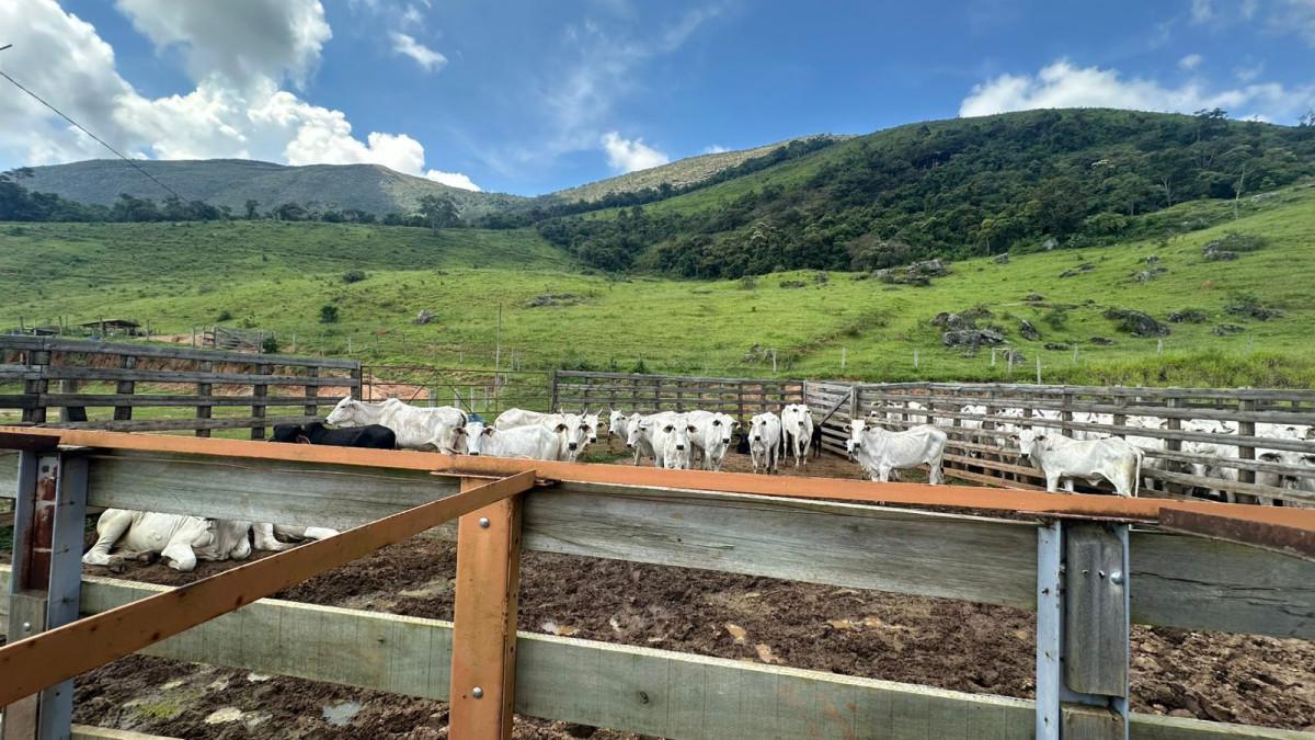 Fazenda, Zona Rural, 0 Quarto, 0 Vaga