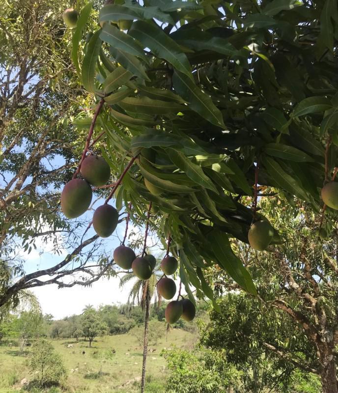 Lote, Bandeirinhas, 3 Quartos, 10 Vagas