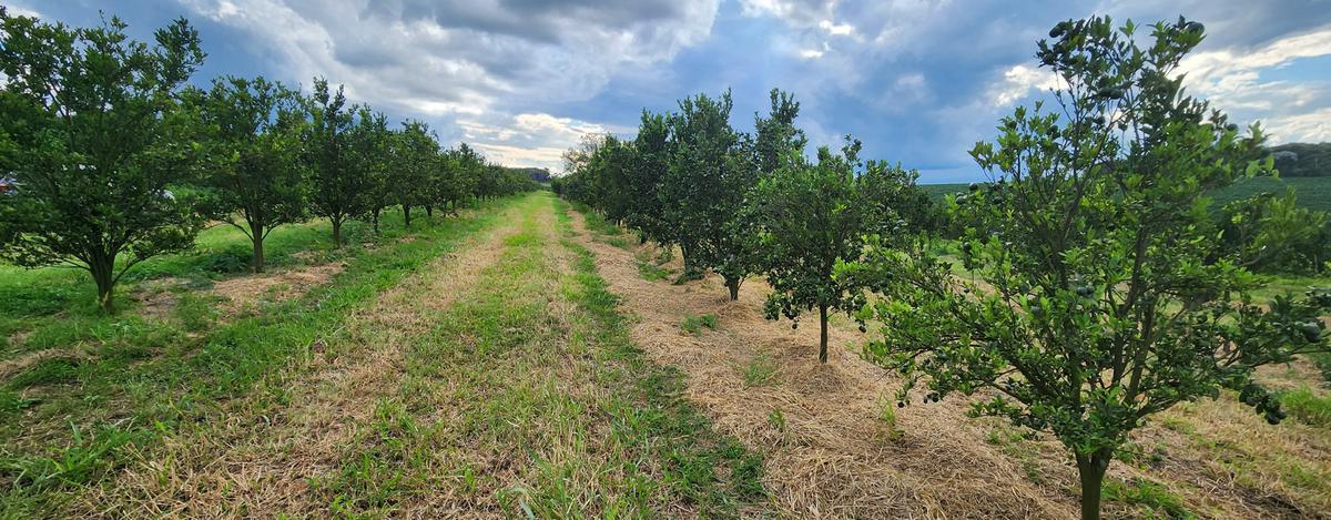 Fazenda, Zona Rural, 3 Quartos, 0 Vaga