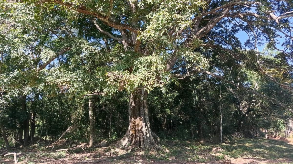 Fazenda, Zona Rural, 0 Quarto, 0 Vaga
