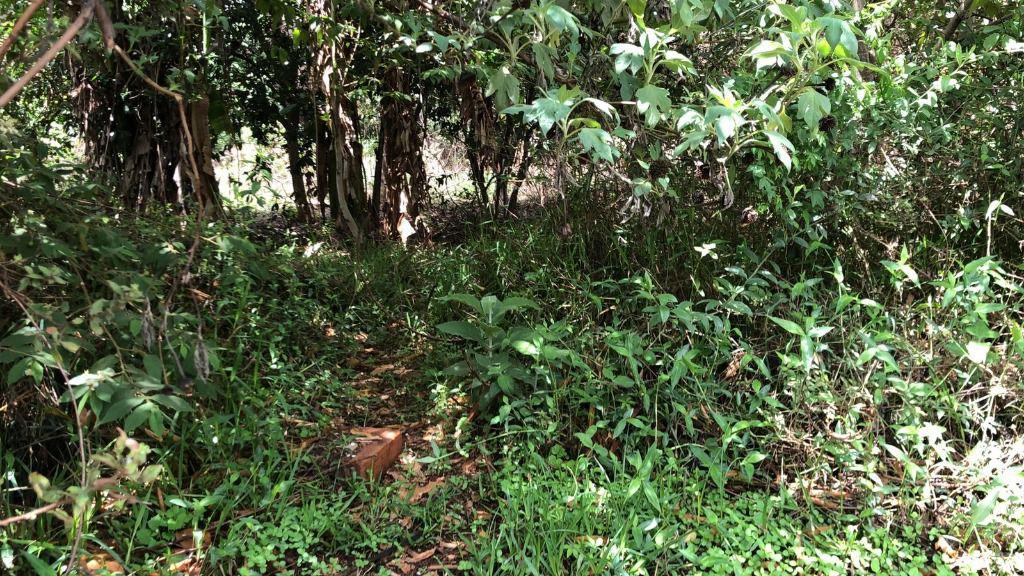 Lote, Santo Antônio (roça Grande), 0 Quarto, 0 Vaga