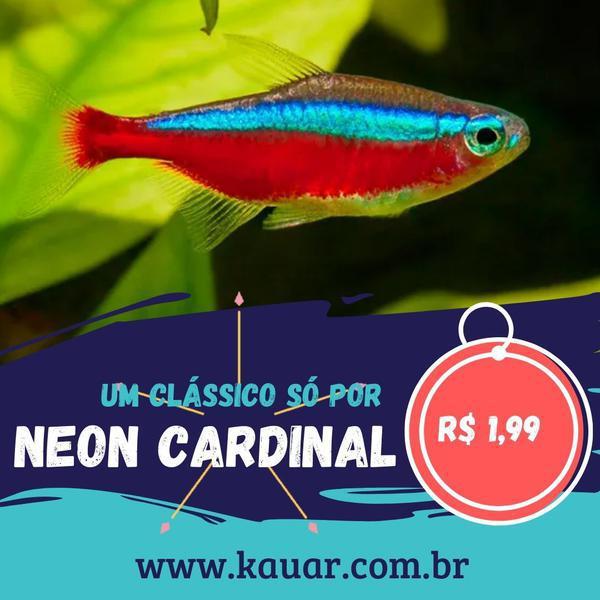 Os Peixes Mais Felizes e Saudáveis Para Seu Aquário Você Encontra Na Kauar!