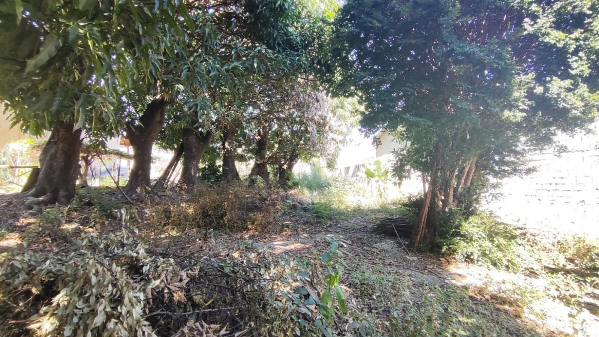 Lote, Novo Progresso, 0 Quarto, 0 Vaga