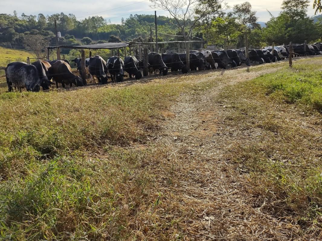 Fazenda, Zona Rural, 4 Quartos, 2 Vagas