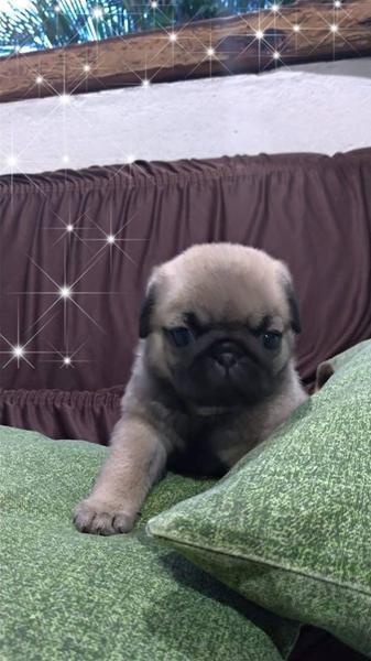 Fihlote de Pug