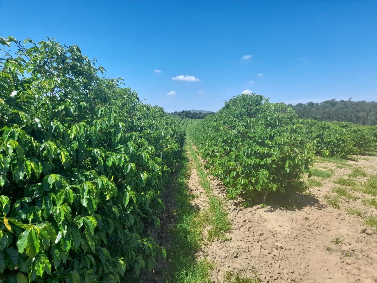 Fazenda, Centro, 1 Quarto, 1 Vaga, 1 Suíte