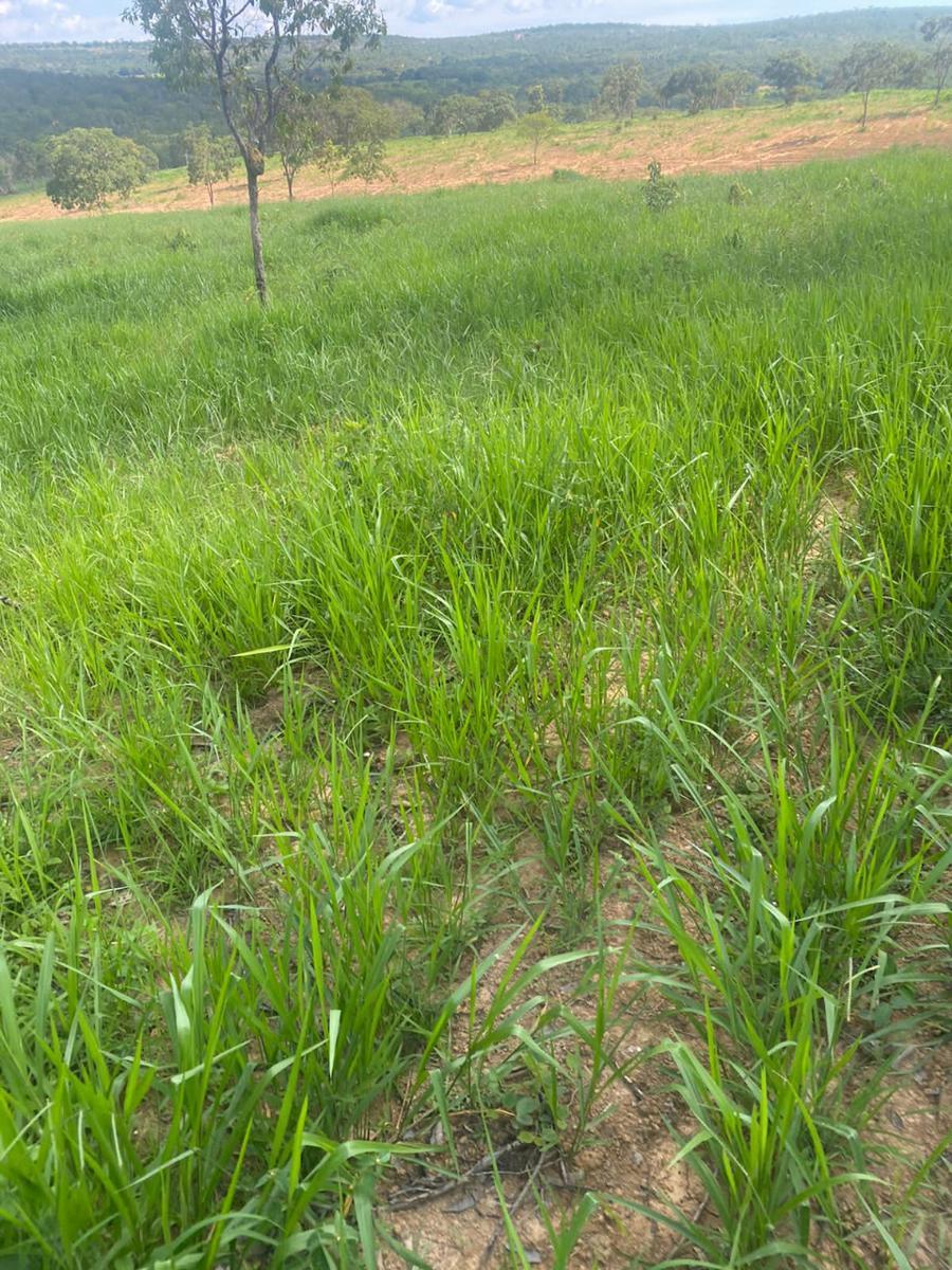 Fazenda, Centro, 4 Quartos, 2 Vagas