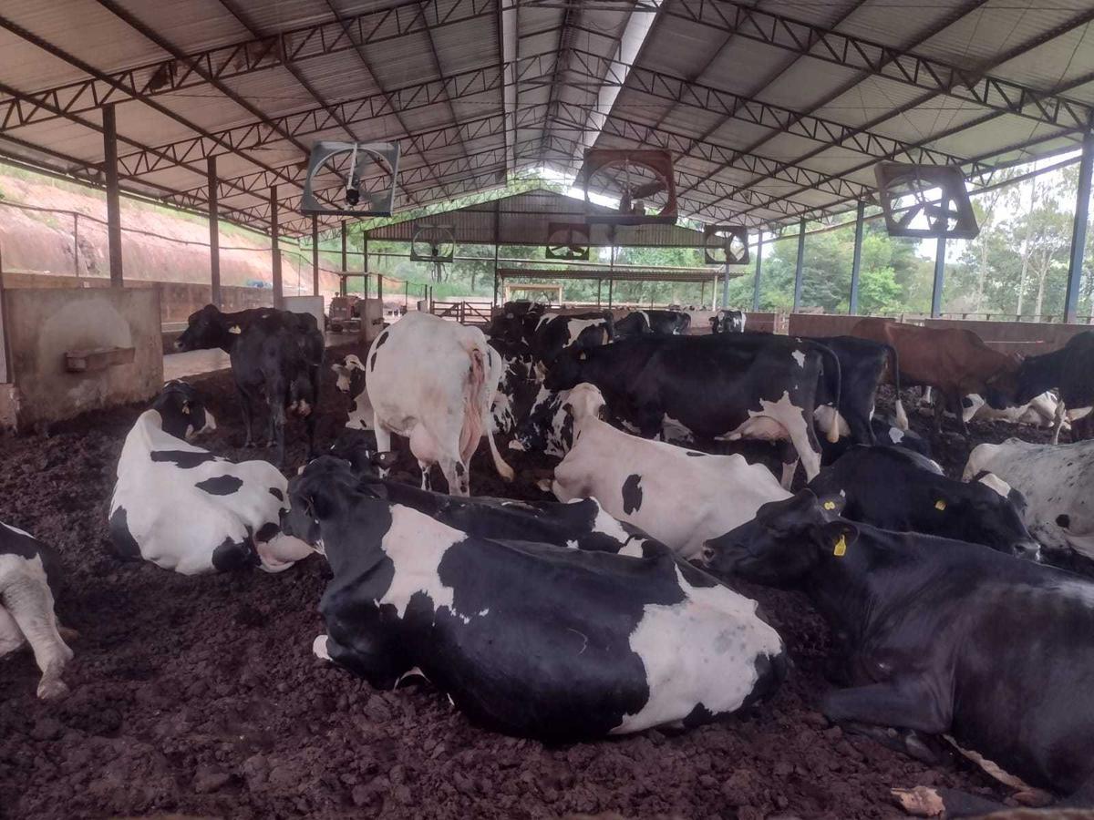 Fazenda, Zona Rural, 3 Quartos, 0 Vaga