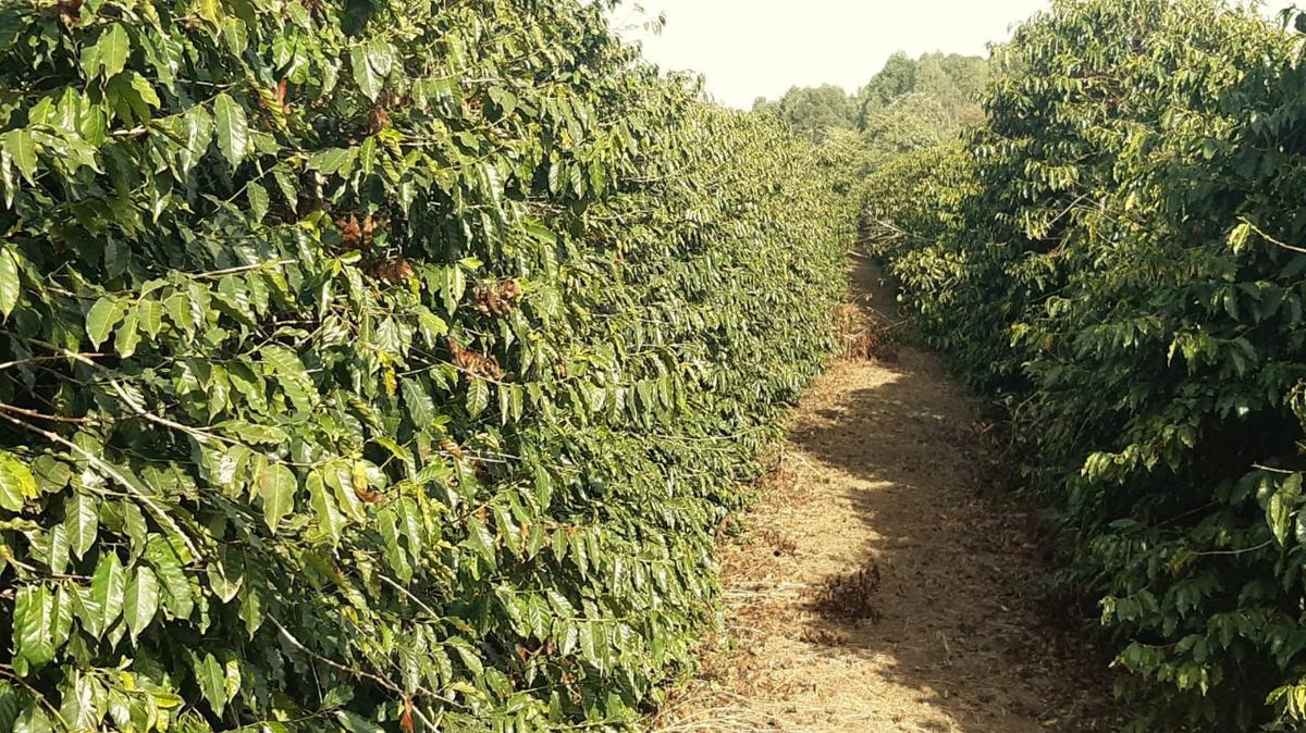 Fazenda, Centro, 1 Quarto, 1 Vaga, 1 Suíte