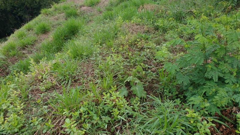 Lote, Novo Santa Cecília (barreiro), 0 Quarto, 10 Vagas