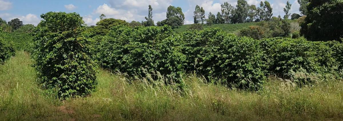 Fazenda, Zona Rural, 3 Quartos, 0 Vaga