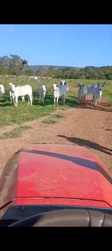 Fazenda, Zona Rural, 0 Quarto, 0 Vaga