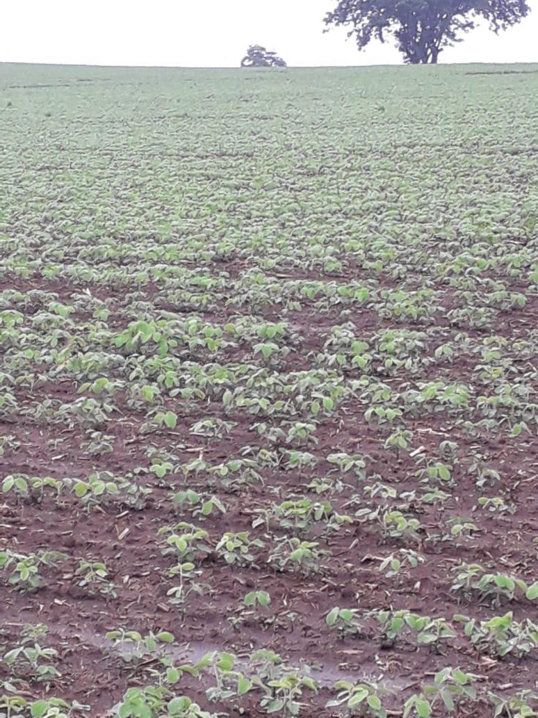 Fazenda, Centro, 1 Quarto, 1 Vaga, 1 Suíte