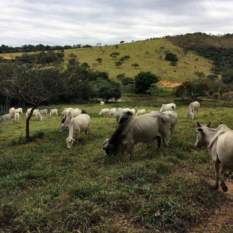 Fazenda, Centro, 4 Quartos, 10 Vagas, 1 Suíte
