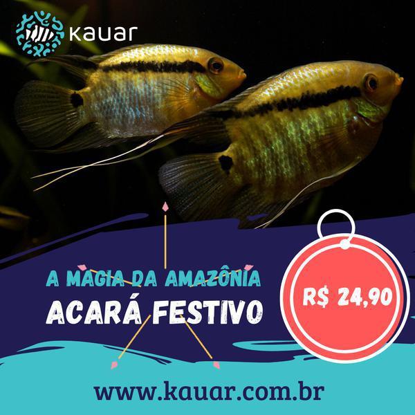 Os Peixes Mais Felizes e Saudáveis Para Seu Aquário Você Encontra Na Kauar!