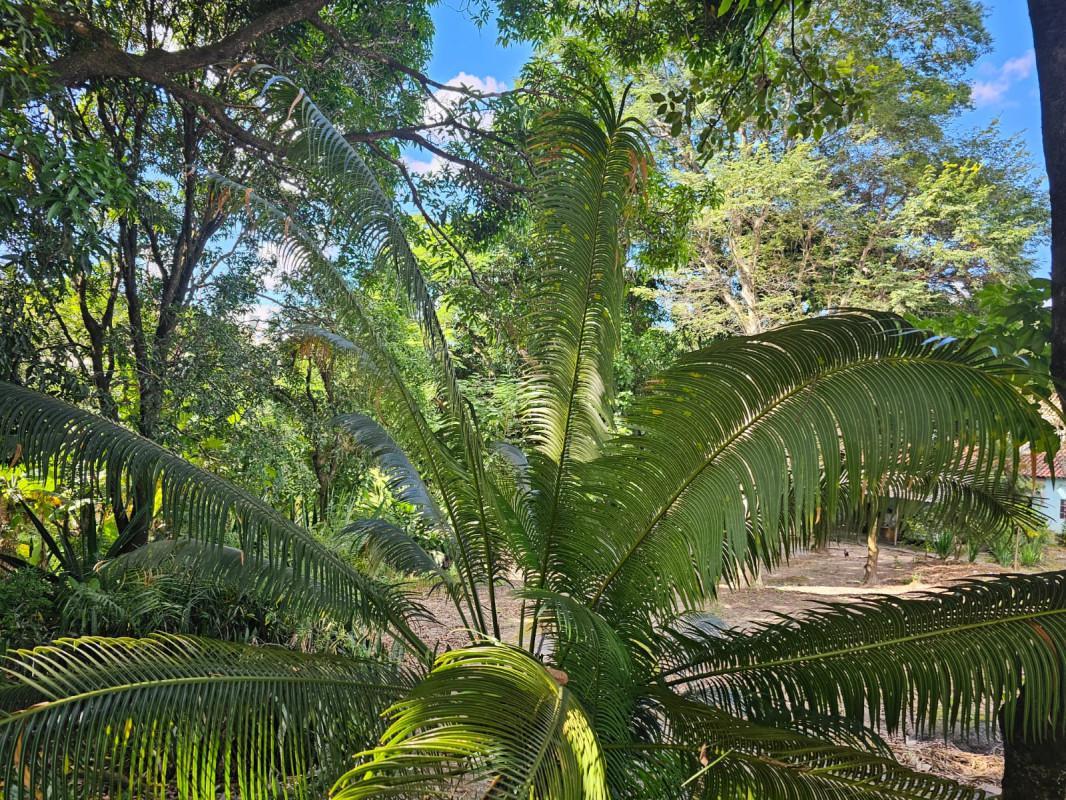 Fazenda, Chácara Cotia, 3 Quartos, 20 Vagas