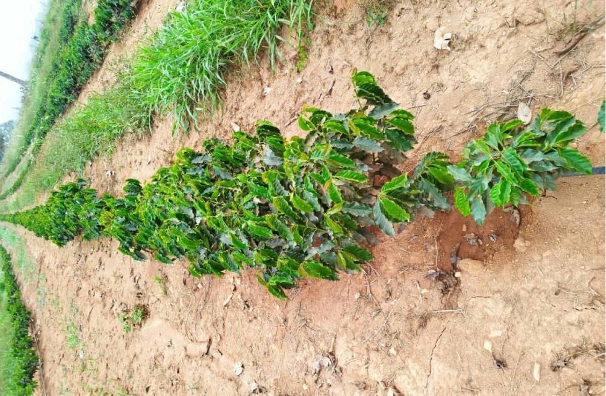 Fazenda, Zona Rural, 0 Quarto, 0 Vaga