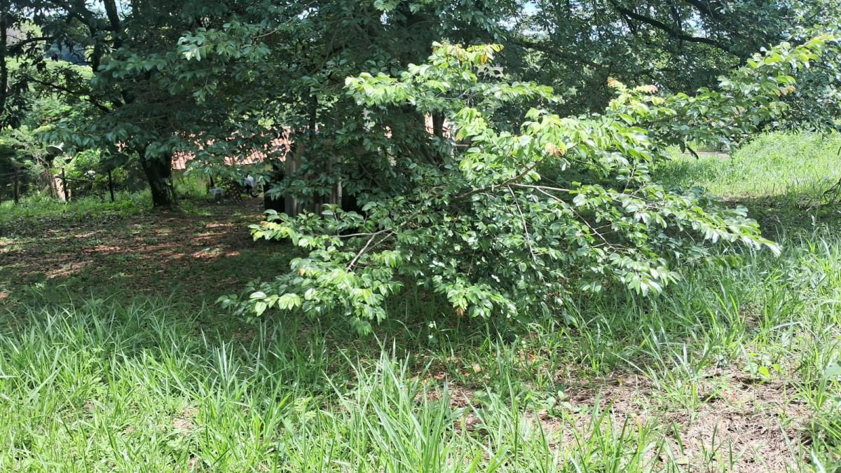 Lote, Parque Jardim Encantado, 0 Quarto, 0 Vaga