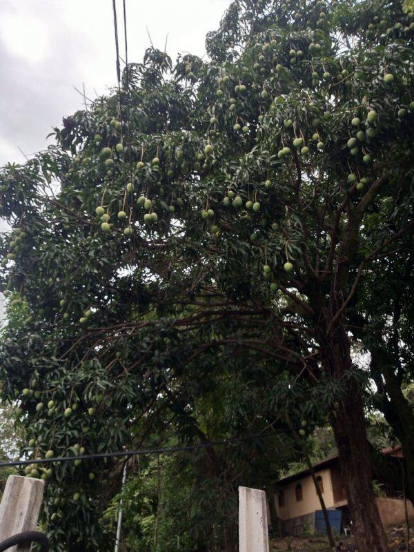 Fazenda, Jardim Rosario, 4 Quartos, 20 Vagas, 1 Suíte