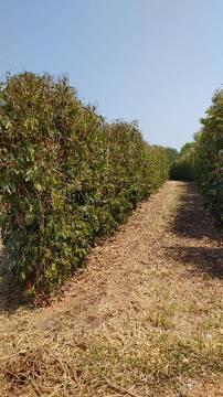 Fazenda, Zona Rural, 0 Quarto, 0 Vaga